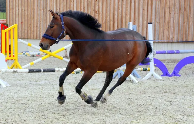 Lunge